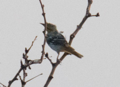 Icterus bullockii