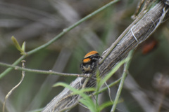 Phidippus apacheanus