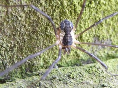 Mitopus morio