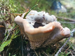 Hydnellum aurantiacum
