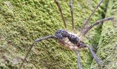 Mitopus morio