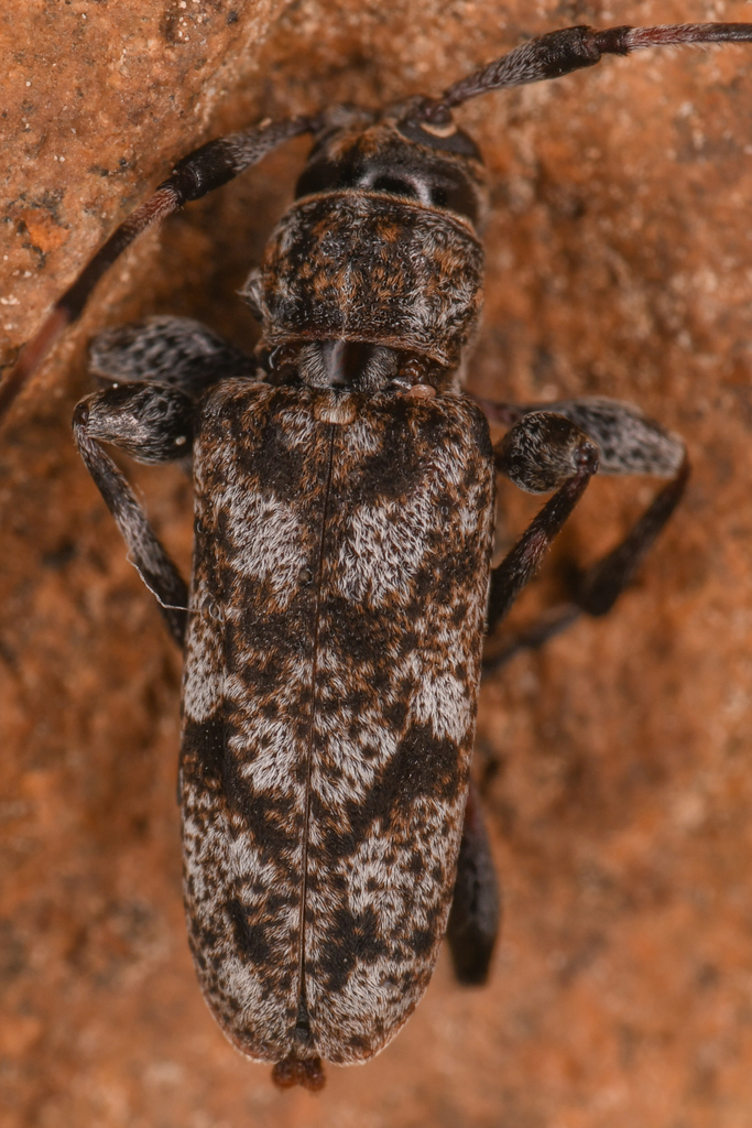 Little Flatface Longhorn Beetle
