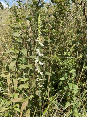 Spiranthes vernalis