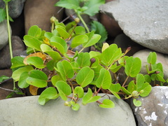 Ipomoea pes-caprae