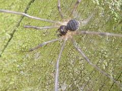 Mitopus morio