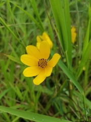 Bidens trichosperma