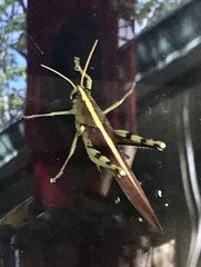 Schistocerca obscura