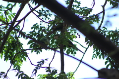 Myiopsitta monachus