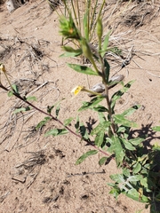 Oenothera parviflora