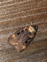 Pseudohermonassa bicarnea