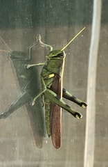 Schistocerca obscura