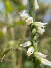 Spiranthes vernalis
