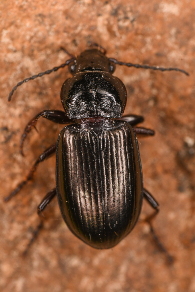 Stereocerus haematopus