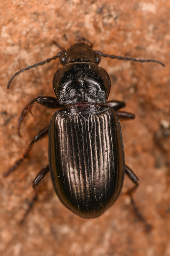 Stereocerus haematopus