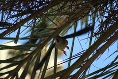 Myiopsitta monachus