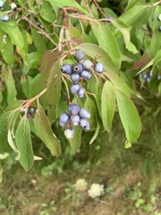 Cornus amomum