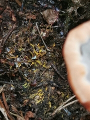 Hydnellum aurantiacum