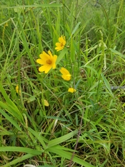 Bidens trichosperma