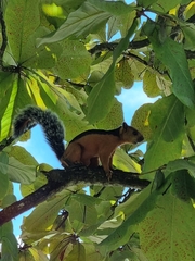 Sciurus variegatoides