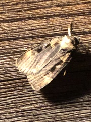 Pseudohermonassa bicarnea