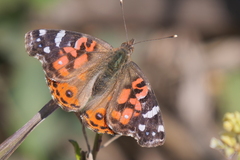 Vanessa braziliensis