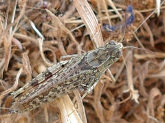 Calliptamus italicus