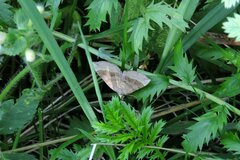 Scotopteryx chenopodiata