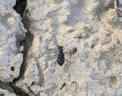 Cicindela ocellata