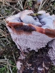Hydnellum aurantiacum