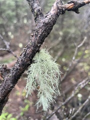 Usnea hirta