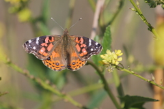 Vanessa braziliensis