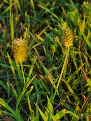 Setaria pumila