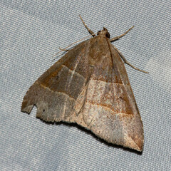 Parallelia bistriaris