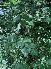 Frangula alnus