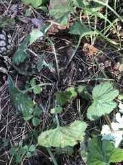 Geum