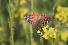 Vanessa braziliensis