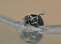 Bruchidius marginalis