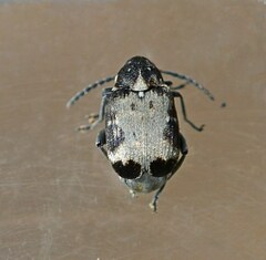 Bruchidius marginalis