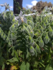 Borago officinalis