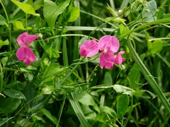 Lathyrus tuberosus