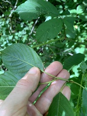 Frangula alnus