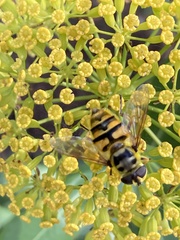 Myathropa florea