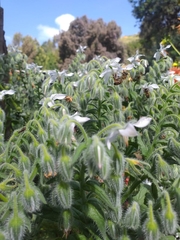 Borago officinalis