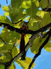 Sciurus variegatoides