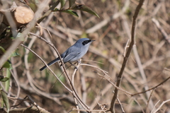 Polioptila dumicola