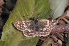 Burnsius orcynoides