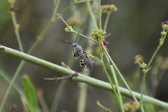 Campsomerinae