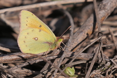 Colias lesbia