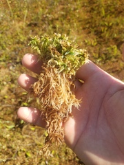 Sphagnum fuscum