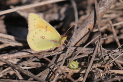 Colias lesbia